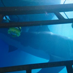 Photo 47 Meters Down
