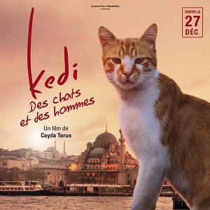 Photo Kedi - Des chats et des hommes