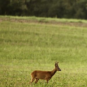 Photo Et l'homme créa la chasse