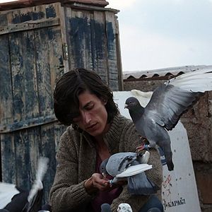 Photo Le Pigeon