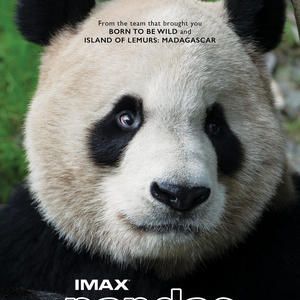 Photo Pandas