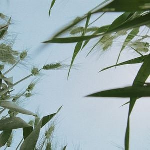 Photo Wild Relatives