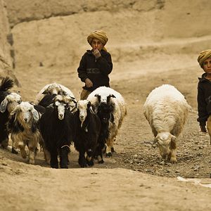 Photo Wolf And Sheep
