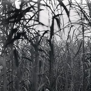 Photo La Femme insecte