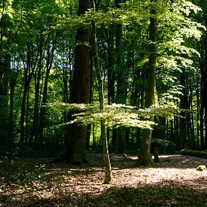 Photo Le Temps des forêts