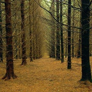 Photo Le Temps des forêts