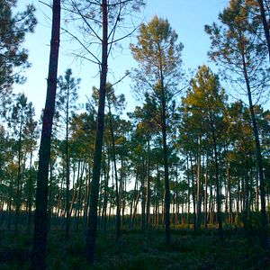 Photo Le Temps des forêts