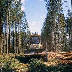 Photo Le Temps des forêts