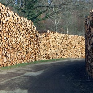 Photo Le Temps des forêts
