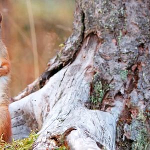 Photo Aïlo : une odyssée en Laponie