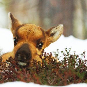 Photo Aïlo : une odyssée en Laponie
