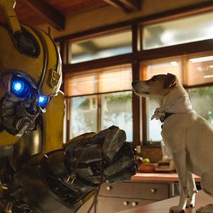 Photo Bumblebee