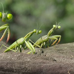 Photo Minuscule 2 - Les Mandibules du Bout du Monde