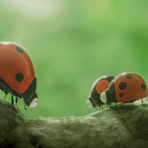 Photo Minuscule 2 - Les Mandibules du Bout du Monde