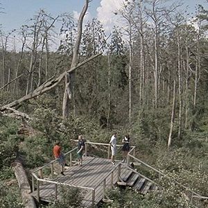 Photo Acid Forest