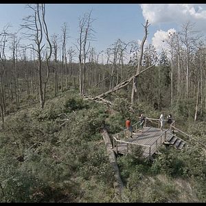 Photo Acid Forest