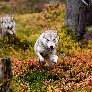 Photo Aïlo : une odyssée en Laponie