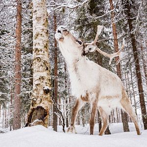 Photo Aïlo : une odyssée en Laponie