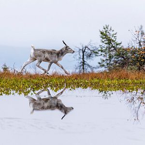 Photo Aïlo : une odyssée en Laponie