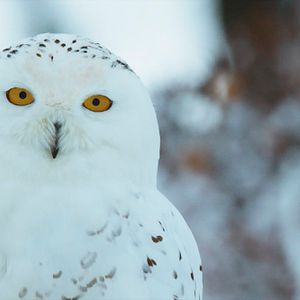 Photo Aïlo : une odyssée en Laponie
