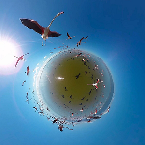 Photo The Wild Immersion