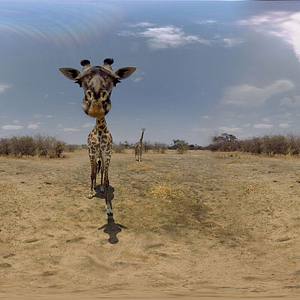 Photo The Wild Immersion