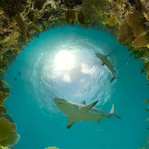 Photo The Wild Immersion