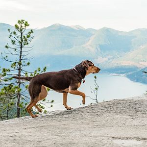Photo L'Incroyable aventure de Bella