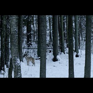 Photo Dans les bois