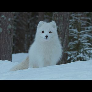 Photo Aïlo : une odyssée en Laponie