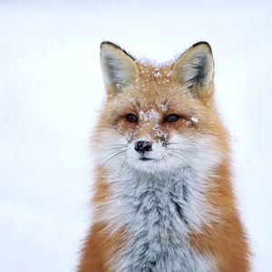 Photo Snow (Neige)