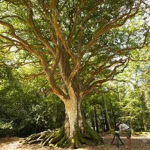 Photo Les Arbres Remarquables, un patrimoine à protéger