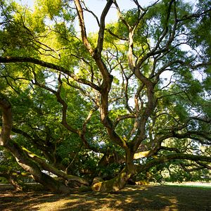 Photo Les Arbres Remarquables, un patrimoine à protéger