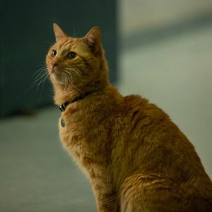 Photo Captain Marvel