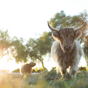 Photo Tout est possible (The biggest little farm)