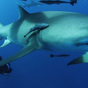 Photo Sharkwater Extinction