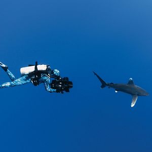 Photo Sharkwater Extinction