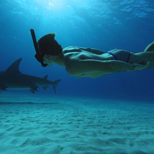 Photo Sharkwater Extinction