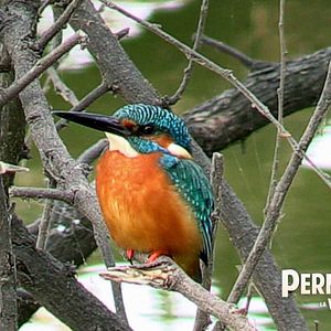 Photo Permaculture, la voie de l'Autonomie