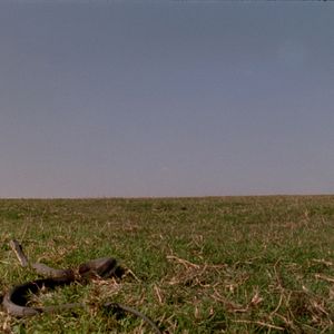 Photo Le Chant de la couleuvre
