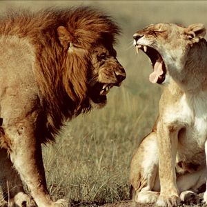 Photo La Griffe et la dent