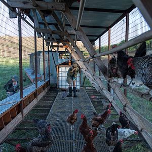 Photo Tout est possible (The biggest little farm)