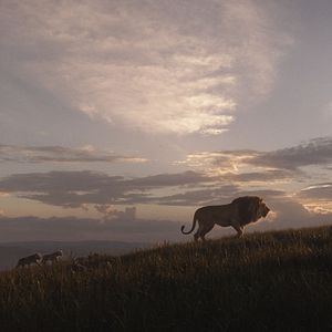 Photo Le Roi Lion