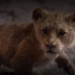 Photo Le Roi Lion