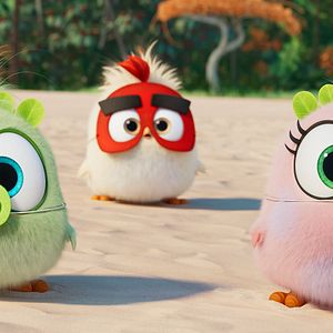 Photo Angry Birds : Copains comme cochons