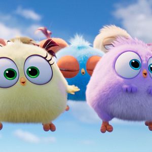 Photo Angry Birds : Copains comme cochons