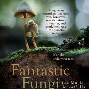 Photo Fantastic Fungi