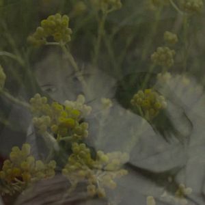 Photo L’ Âcre parfum des immortelles