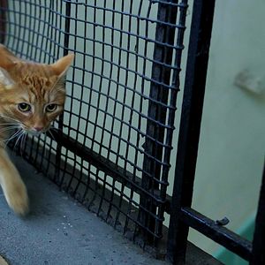 Photo Un chat dans le mur