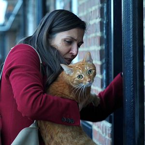 Photo Un chat dans le mur
